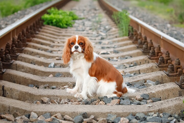 Cavalier King Charles Spaniel standing on railroad tracks