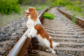Cavalier King Charles Spaniel standing on railroad tracks