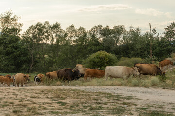 A group of cows and calves are seen grazing in a pastoral setting with dense forest in the...