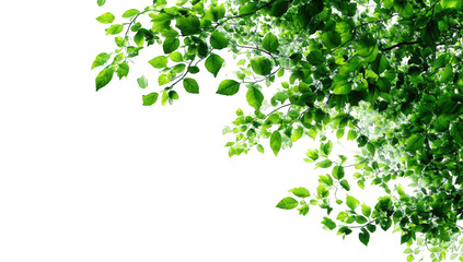 Lush green leaves on branches against black background