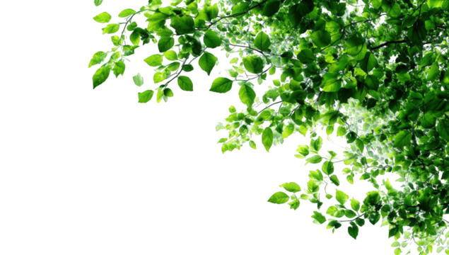 Lush green leaves on branches against black background