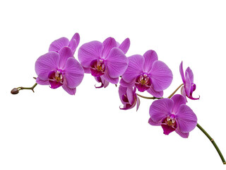 A delicate branch of vibrant pink orchids with a single bud isolated on transparent background
