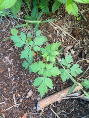 Faune et flore de l'île de Mayotte