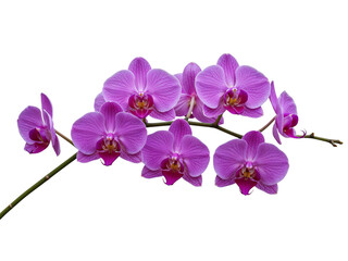 Obraz premium Delicate pink orchid flowers blooming on a branch isolated on transparent background