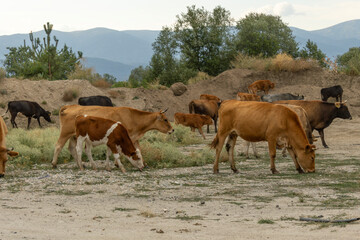 A group of brown and black cows with their calves graze on dry grass and dusty ground. Mountains and sparse trees are visible in the background under a cloudy sky, depicting a pastoral scene.