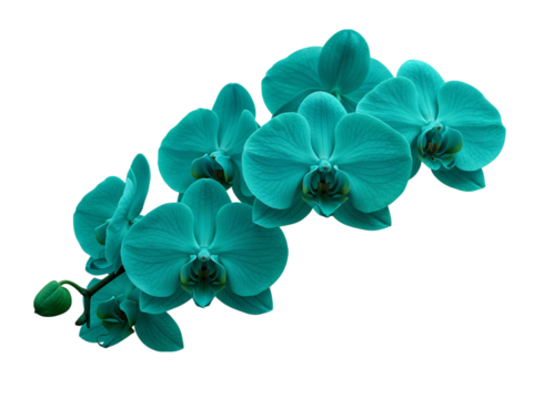 Beautiful teal orchid flowers with bud isolated on transparent background