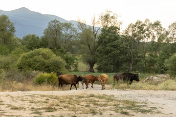 A group of cows, including brown and black cattle, walk along a rural dirt path surrounded by lush green trees and bushes. In the distance, the majestic Pirin Mountains rise under a soft sky.