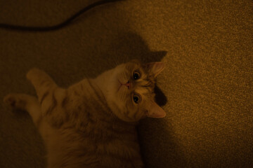 A cat laying on the floor