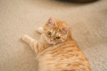 A cat laying on the floor looking up