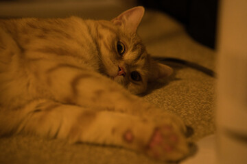 A cat laying on a carpet