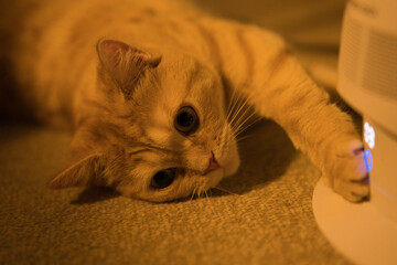 A cat laying on the floor next to a remote control