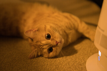 A cat laying on the floor next to a white remote