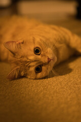 A cat laying on the floor looking at the camera
