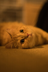 A cat laying on the floor