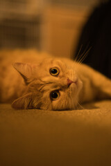 A cat laying on the floor