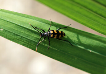 Vierbindiger Schmalbock - Four-banded longhorn beetle