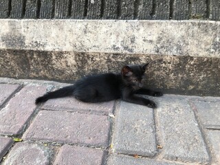 Black kitten resting on a brick pavement in the sunshine