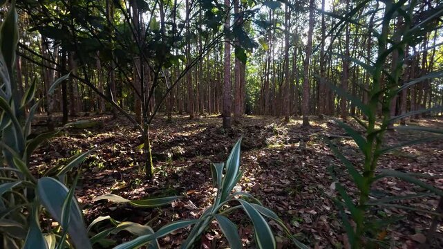 Balsa wood forest, nature trails