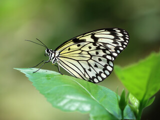 Weiße Baumnymphe - Paper kite butterfly