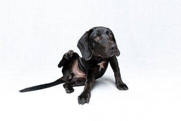 A black dog is sitting and scratching itself with its hind leg while looking up with curious eyes....