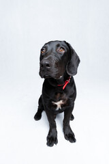 A young black Labrador puppy with a red collar sits calmly on a white background. The dog looks...