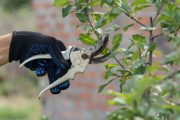 Sanitary pruning of fruit trees in the garden in autumn.Garden Care Concept.