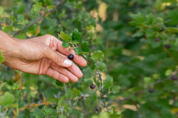 Fungus on a branch of yoshta.Fungus-damaged yoshta bush.Plant pests.