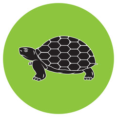 turtle illustration icon