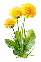 Three vibrant yellow dandelions,  with lush green leaves,  isolated against a black background.  The flowers appear detailed and full,  while the leaves have a slightly textured appearance
