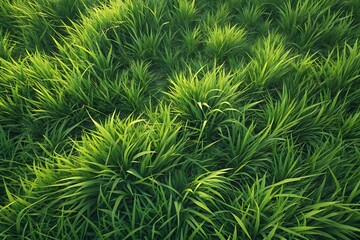 Lush collection of bright green spider plants with yellow highlights arranged in natural clustered formation patterns.