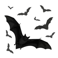 bats flying in the sky