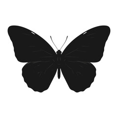 butterfly isolated on white