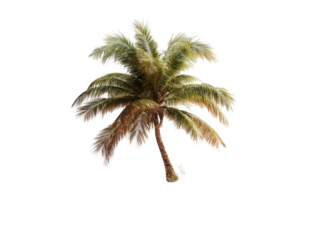 Isolated palm tree, stylized illustration