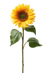 Single sunflower against black background