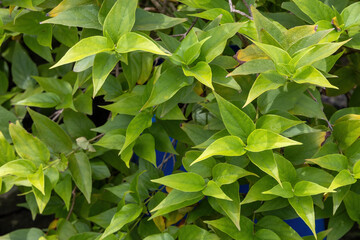 Close-up of lush green leaves creating a natural background texture on a roof garden. This organic foliage wallpaper is perfect for environmental and nature-themed designs.