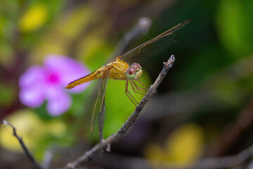 Beautiful yellow dragonfly resting on a dry branch. Detailed and vivid macro photograph of a flying insect against a soft, natural bokeh backdrop. Perfect for nature and wildlife themes.