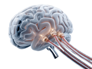 3d rendered illustration of a brain