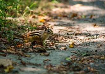 Chipmunk on a forest path surrounded by leaves