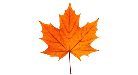 Obraz premium Golden Maple Leaf: A single, vibrant golden maple leaf, a symbol of autumn's artistry, elegantly displayed, showcasing intricate veins and the fleeting beauty of seasonal change.