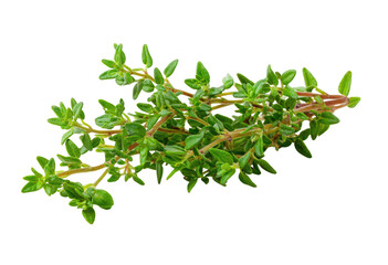 Fresh thyme sprig, vibrant green leaves