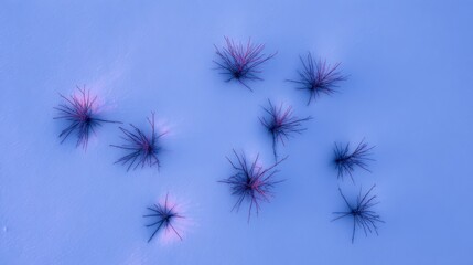 Obraz premium Aerial view of eight distinct plant clusters scattered across snow covered ground, sharp branches radiating outward,