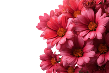 Close-up of a bouquet of pink flowers