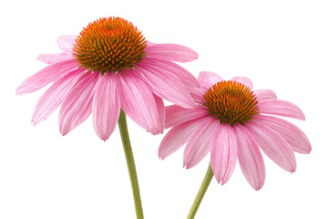 Two delicate pink coneflowers, with light-tan stems, against a black background.  Petals are soft pink, a deep orange-brown cone in the center of each.  Close-up view