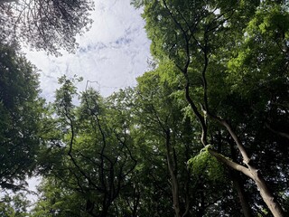 Beautiful green trees in park, low angle view