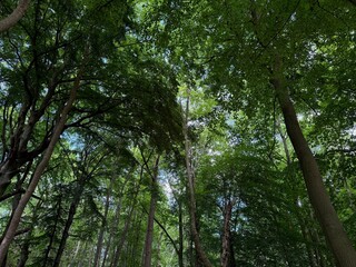 Obraz premium Beautiful green trees in park, low angle view