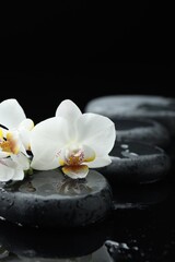 Beautiful orchid flowers and pebble stones on black background with water drops, closeup