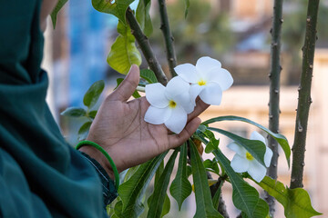 Close-up of a Muslim woman's hand gently touches two blooming white Frangipani flowers in a rooftop...