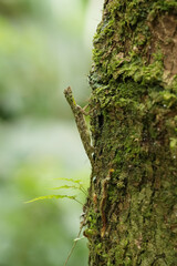 Obraz premium Flying lizard ,Flying dragon with green moss on tree