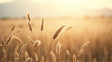 A serene landscape with pampas grass in the background