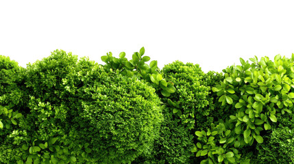 Fototapeta premium Lush green bushes in a horizontal row